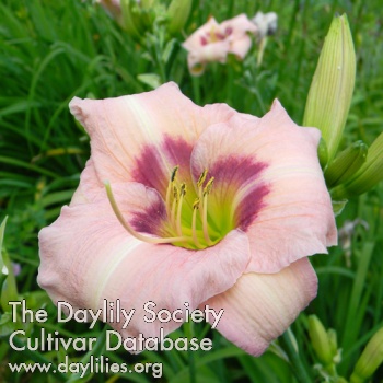 Daylily Marie Antoinette
